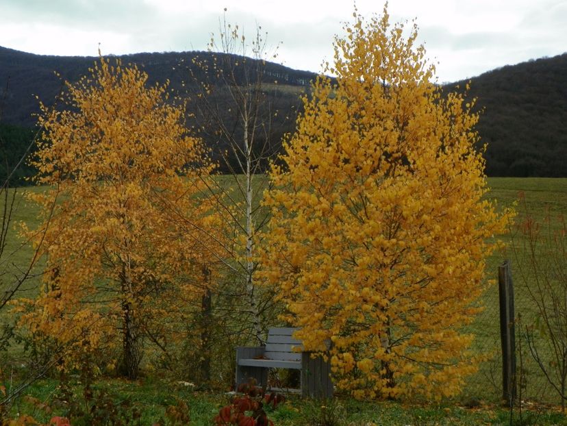 mesteceni - Dobarland 2017 2