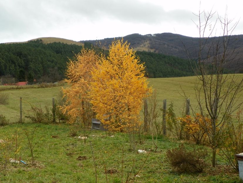 17 nov (10) - Dobarland 2017 2