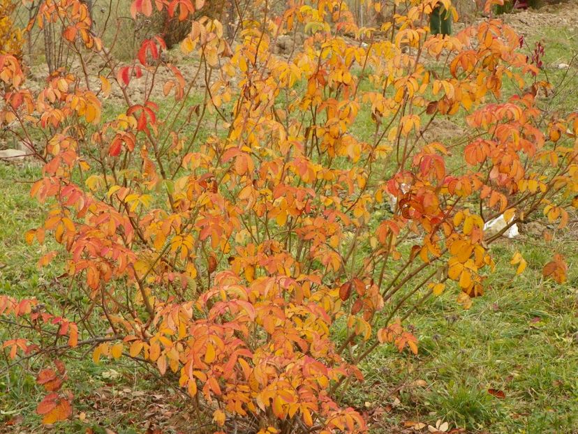 Celsiana - Dobarland 2017 2