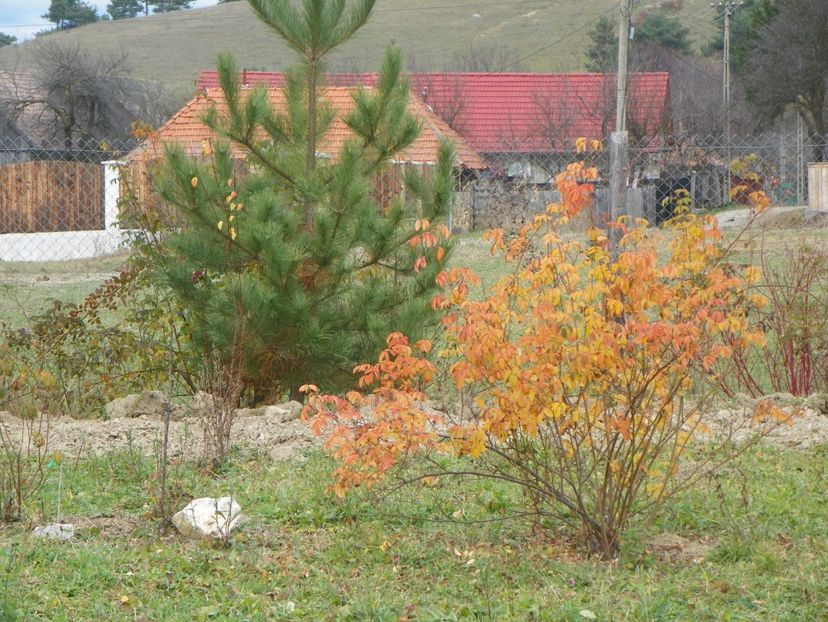 Celsiana - Dobarland 2017 2