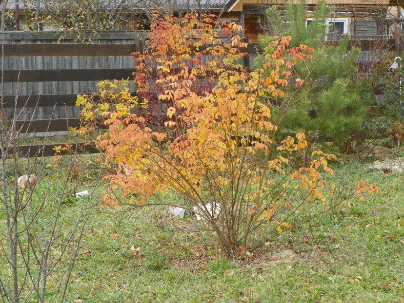 Celsiana si Splendens - Dobarland 2017 2