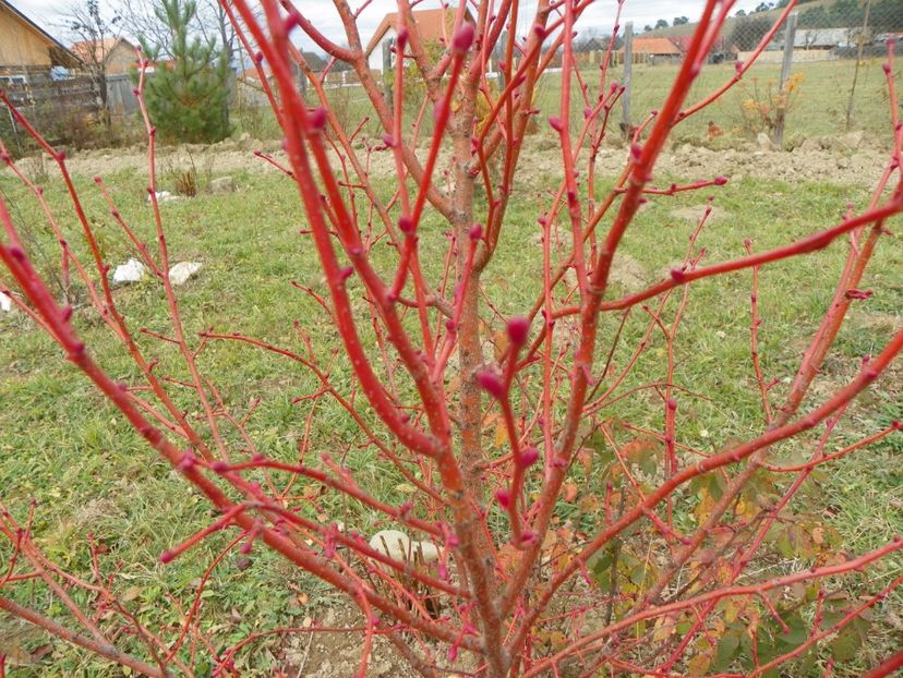 tei Winter Orange - Dobarland 2017 2