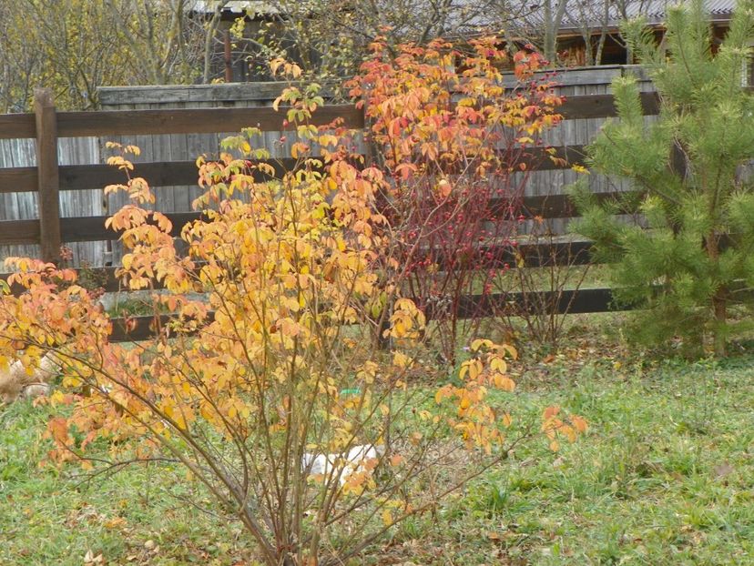 Celsiana si Splendens - Dobarland 2017 2