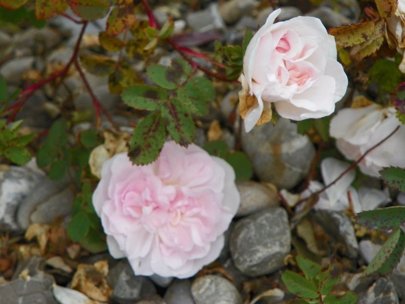 Stanwell Perpetual - Trandafiri 2017 3