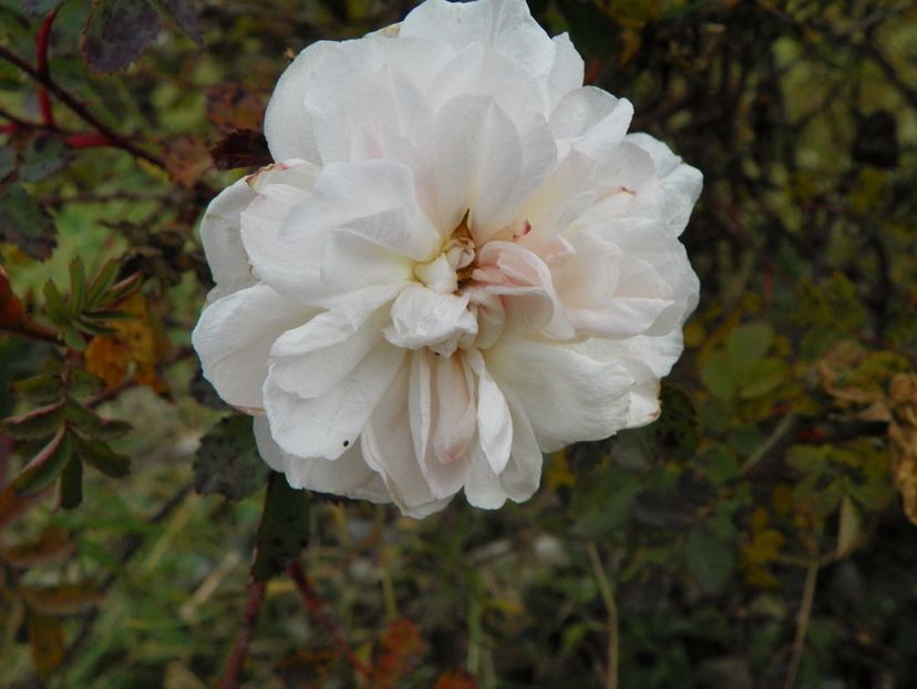 Stanwell Perpetual - Trandafiri 2017 3