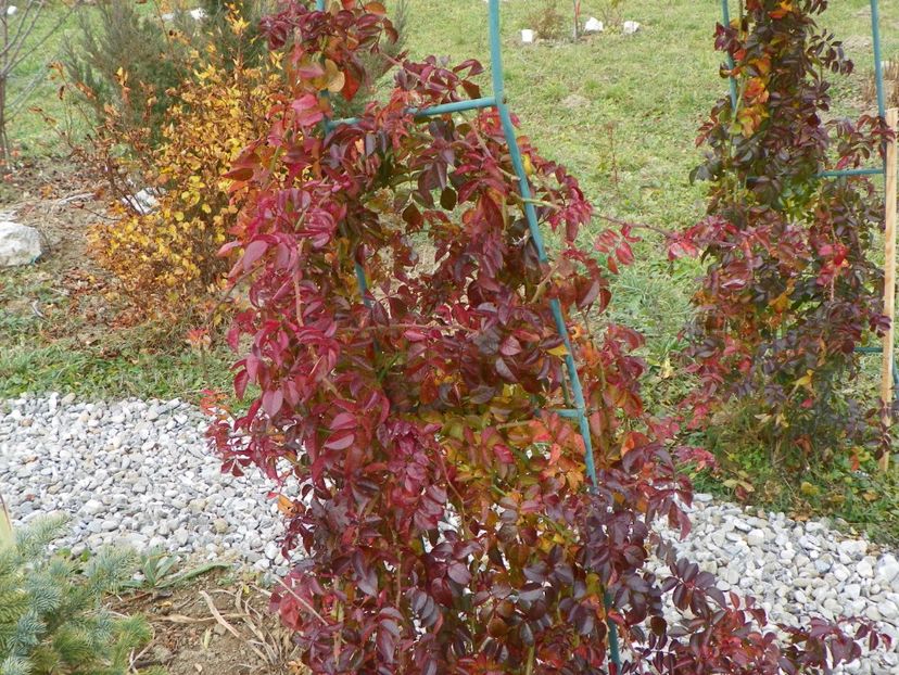 American Pillar - Trandafiri 2017 3