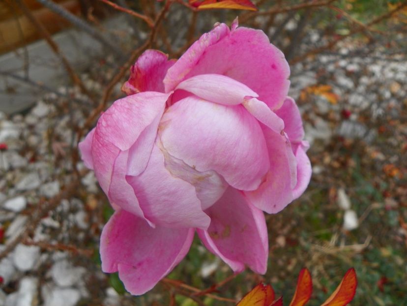 Comtesse Cecile de Chabrillant - Trandafiri 2017 3