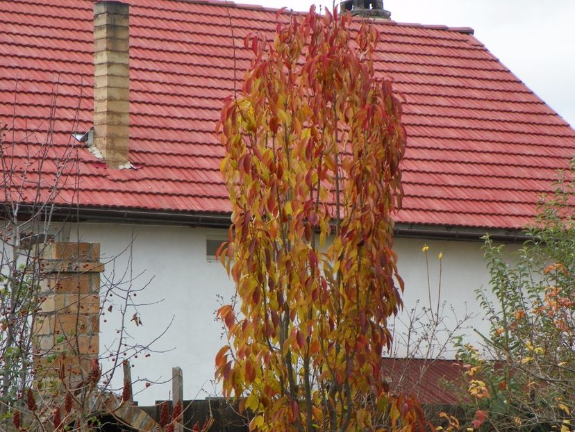 prunus Amanogawa - Copacei si arbusti 2017