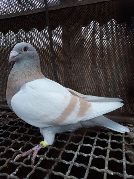  - 2- PORUMBEI VOIAJORI PE STIL VECHI