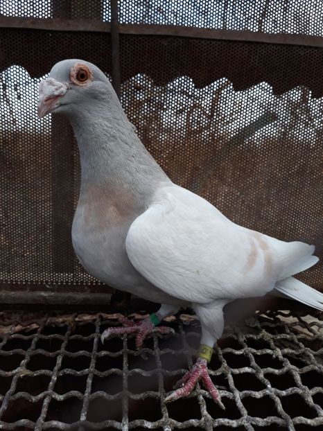  - 2- PORUMBEI VOIAJORI PE STIL VECHI