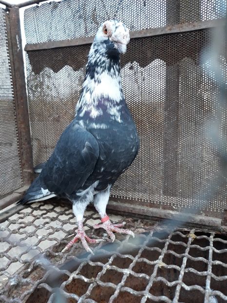  - 2- PORUMBEI VOIAJORI PE STIL VECHI