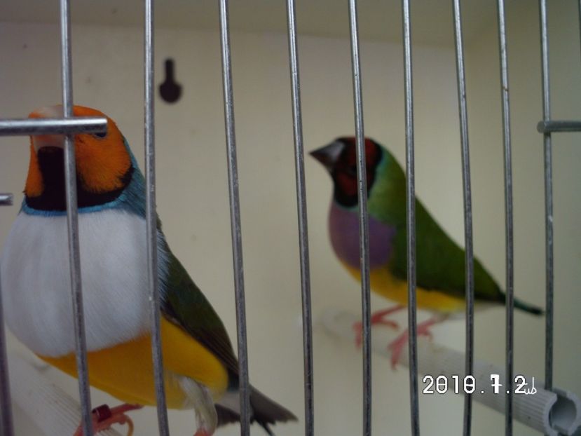 HPIM0519 - 2017-fotografii