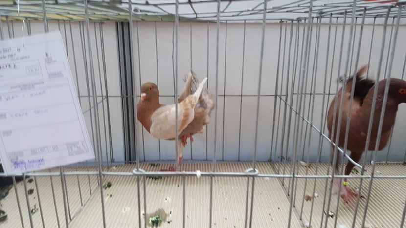  - -porumbei