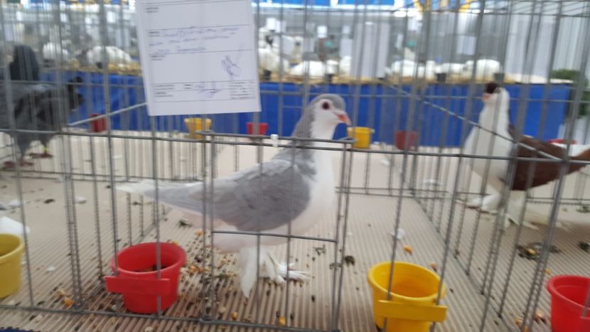  - -porumbei