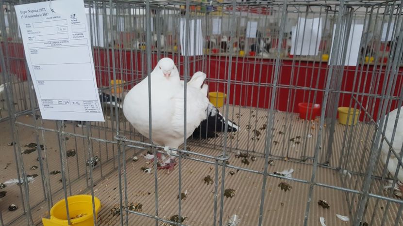  - -porumbei