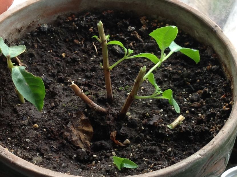 JGAvignon - Tăiere de igienizare fucsia