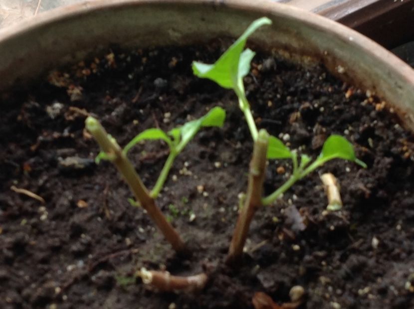 JG Avignon - Tăiere de igienizare fucsia