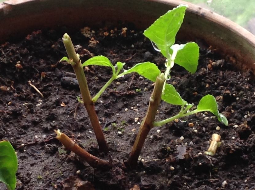 JGAvignon - Tăiere de igienizare fucsia