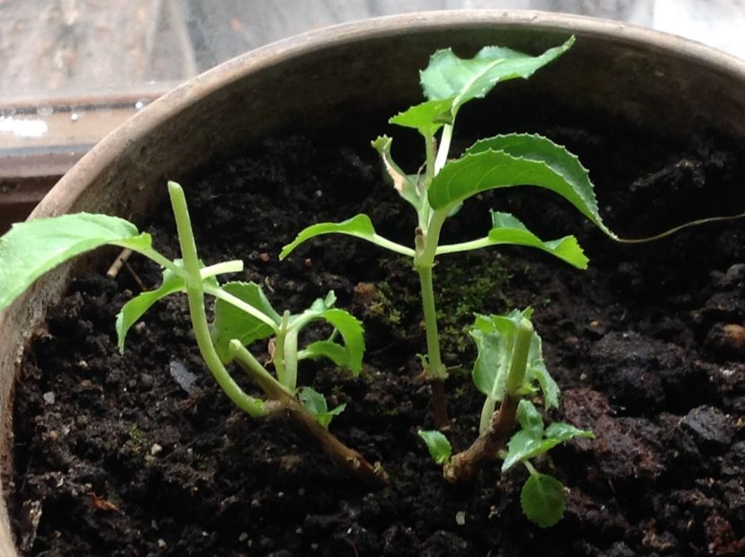 JGLorraine - Tăiere de igienizare fucsia