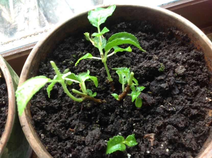 JGLorraine - Tăiere de igienizare fucsia