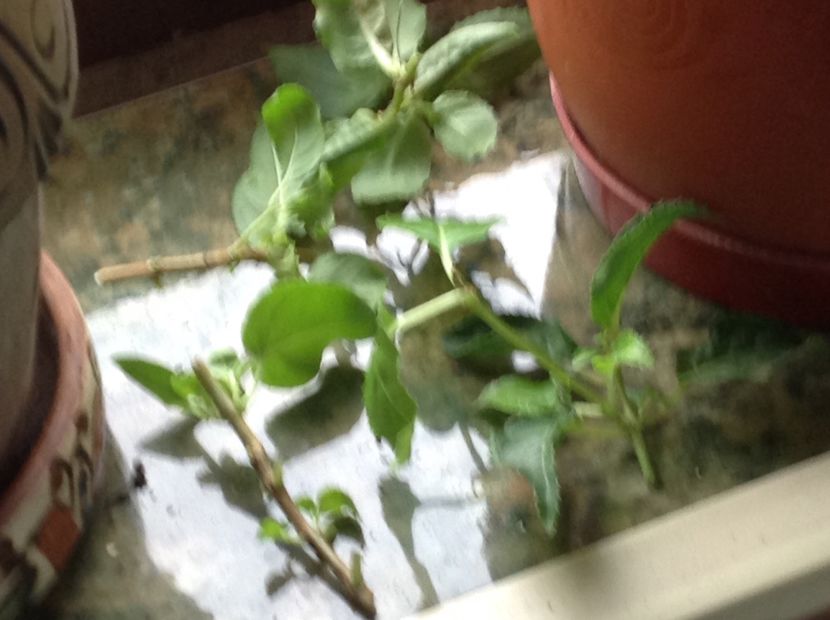  - Tăiere de igienizare fucsia