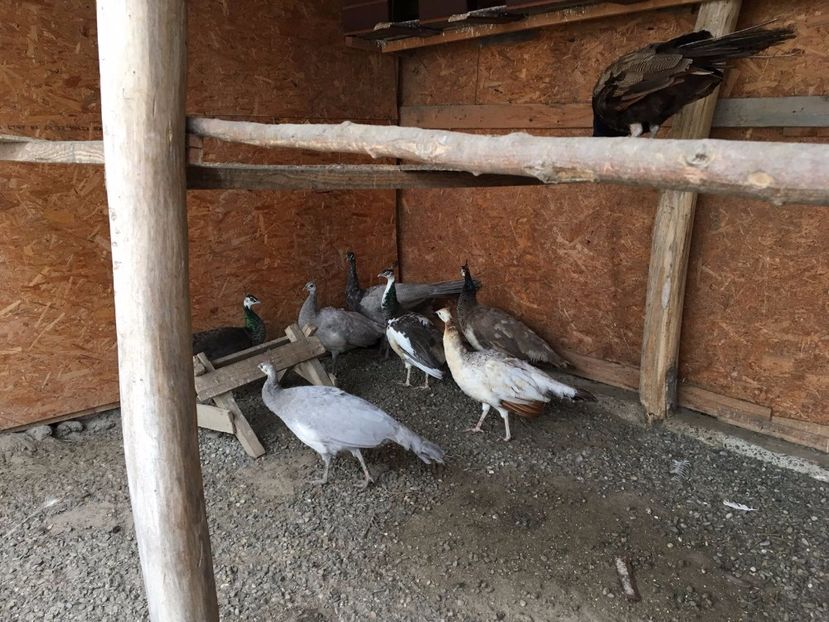 IMG-20171109-WA0034 - P---PAUNI 2016-2018