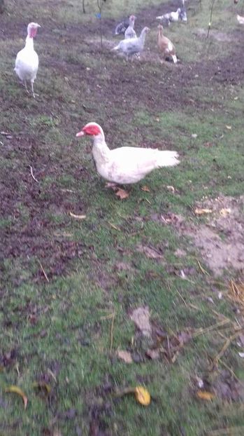  - Rate lesesti matca 2018