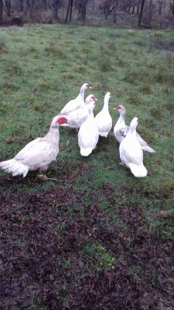  - Rate lesesti matca 2018