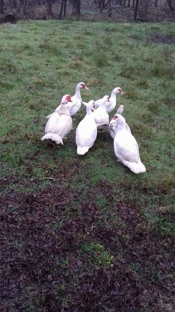  - Rate lesesti matca 2018