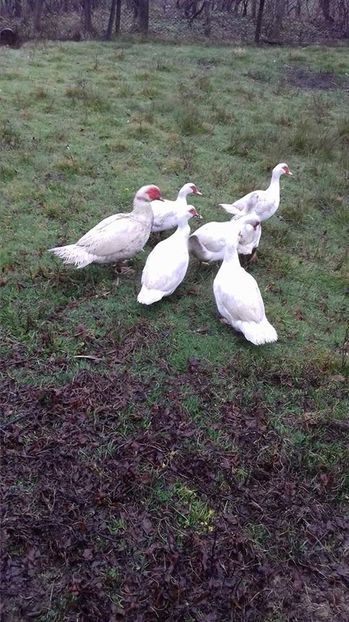  - Rate lesesti matca 2018