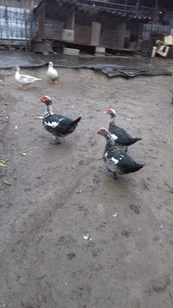  - Rate lesesti matca 2018