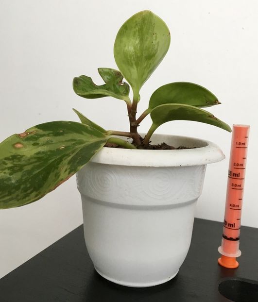 Peperomia variegata - Plante disponibile - vanzare sau schimb