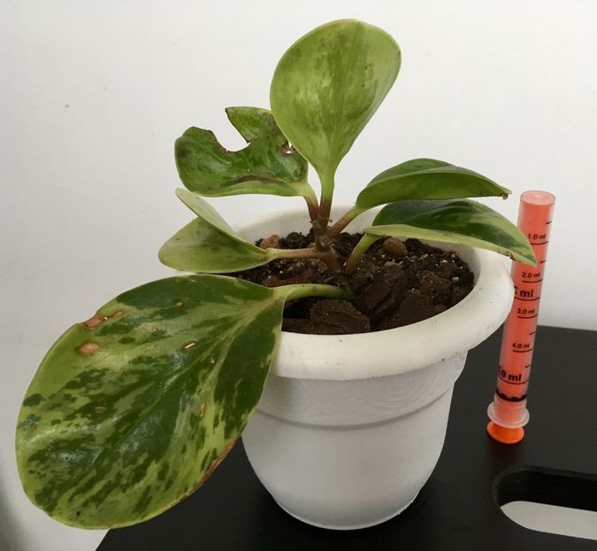 Peperomia variegata - Plante disponibile - vanzare sau schimb