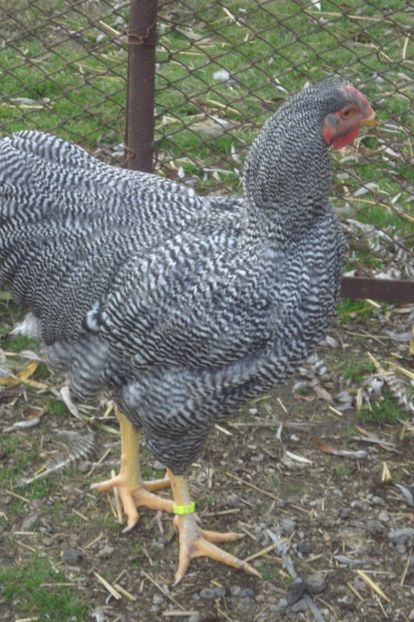  - WYANDOTTE BARAT 2017 - ARHIVA