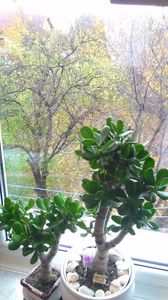 toamna de vis - crassula si miniaturi 2017
