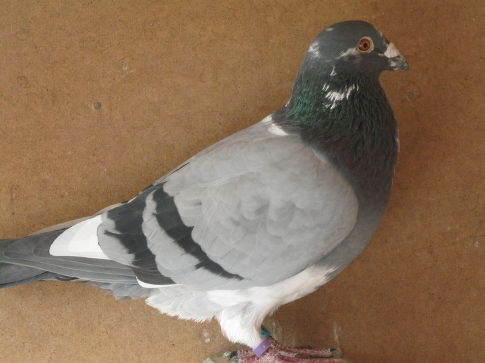 Picture 621 - Lot de zbor 2010