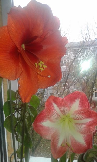 Amaryllis 2017-11-19 - Amaryllis-2017 -și- Szlumbergera