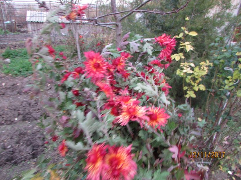  - DIN GRĂDINA DE FLORI ȘI LEGUME - 2017