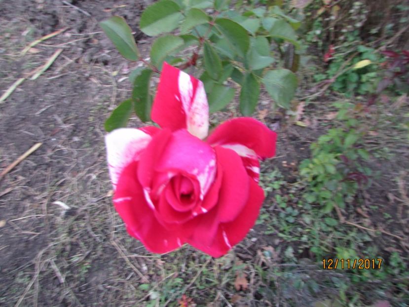  - DIN GRĂDINA DE FLORI ȘI LEGUME - 2017