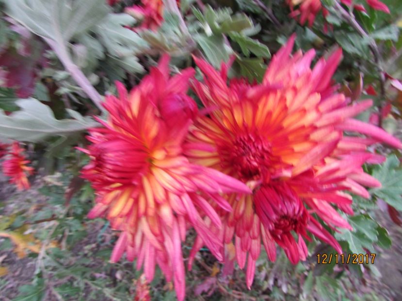  - DIN GRĂDINA DE FLORI ȘI LEGUME - 2017