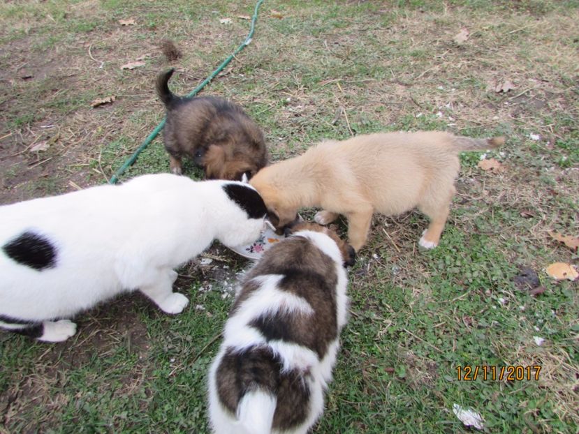  - Noul membru al familiei