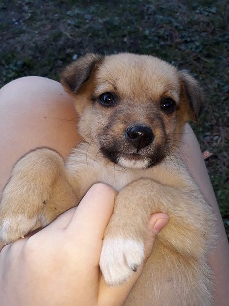 23146262_10204428887159810_1596987334_n - Copie - Noul membru al familiei