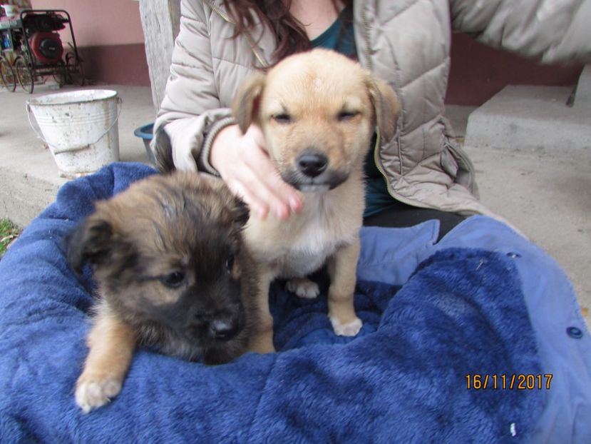  - Noul membru al familiei