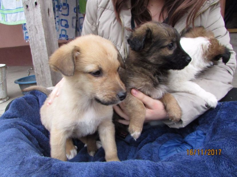  - Noul membru al familiei