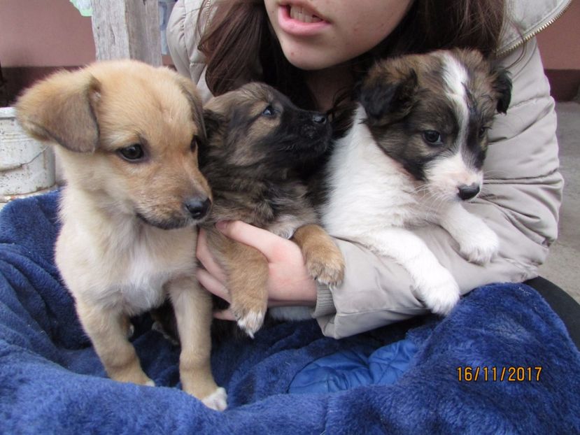  - Noul membru al familiei