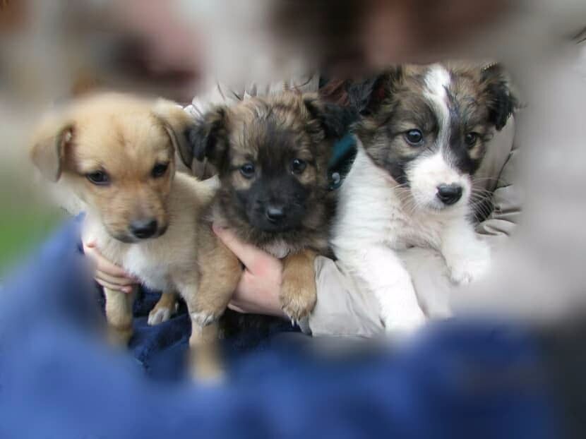  - Noul membru al familiei