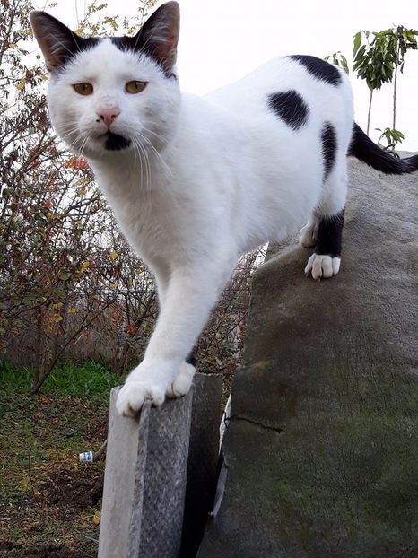  - Noul membru al familiei