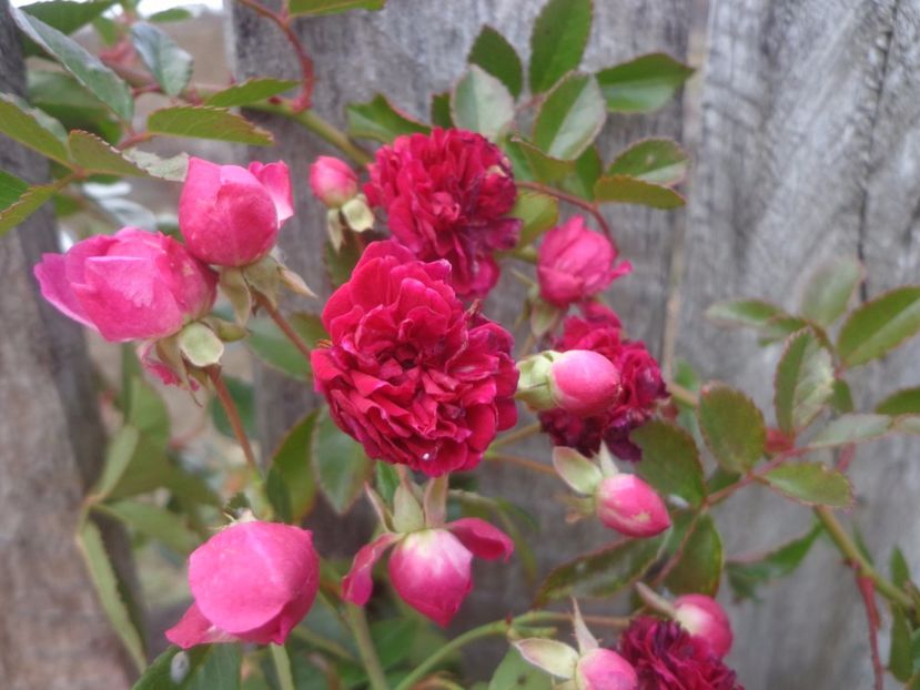  - Bucurii in gradina