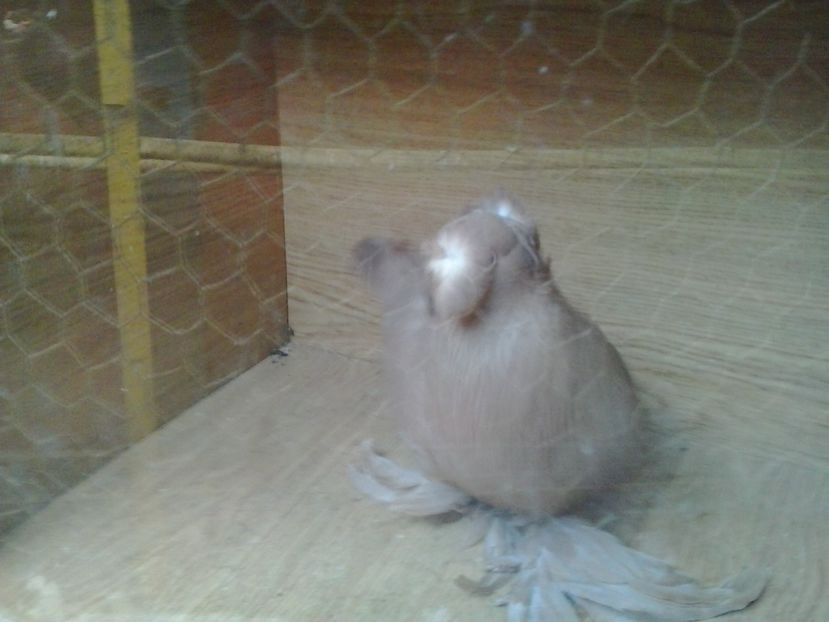 2016-11-22 14.28.15 - GENETICA