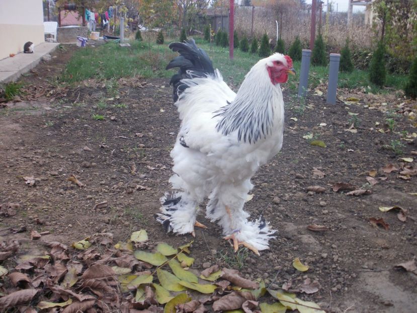 P1170975 - Cocosi 2017